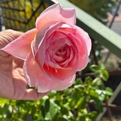 希少イングリッシュローズ アブラハムダービー 花付大苗の画像