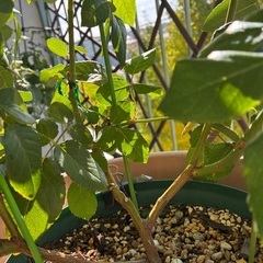 希少イングリッシュローズ アブラハムダービー 花付大苗の画像