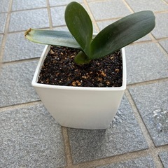 眉刷毛万年青(マユハケオモト)苗の画像