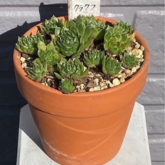 2025.4.29③   多肉植物　センペルビウム　クラクフの画像