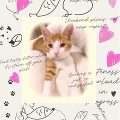 💛ほとくん♂里親様募集🧡