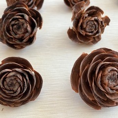 シダーローズ(バラの形の松ぼっくり)の画像