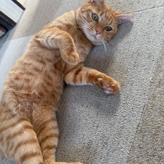 甘えん坊の男の子です‼️