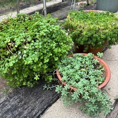 多肉植物　セダム　まとめての画像