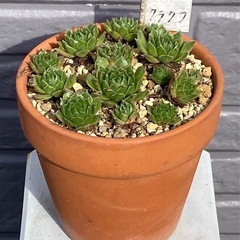 2025.4.29④   多肉植物　センペルビウム　クラクフの画像