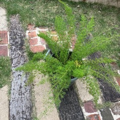 観葉植物　アスパラの画像