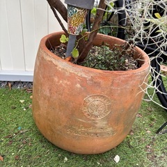 ブルーベリー　大鉢の画像