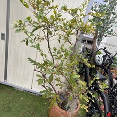 ブルーベリー　大鉢の画像