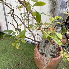 ブルーベリー　大鉢の画像