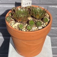 2025.4.29⑥   多肉植物　センペルビウム　ジェロナの画像