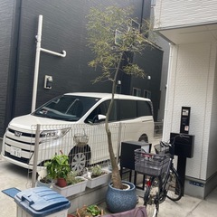 鉢付き観葉植物の画像