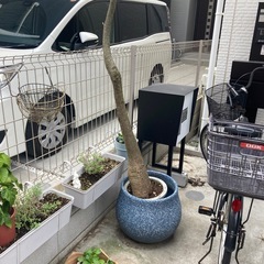 鉢付き観葉植物の画像