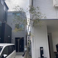 鉢付き観葉植物の画像