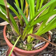 ゆきいちごの画像