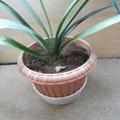 君子蘭 ②の画像