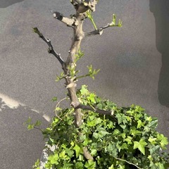 アイビー　おそらくキンカン（柑橘類）　FRPプランターごとの画像