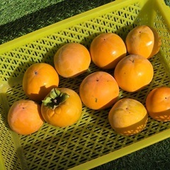 【決まりました】富有柿（甘柿）　　　10個　　　③の画像