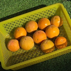 【決まりました】富有柿（甘柿）　　　10個　　　③の画像