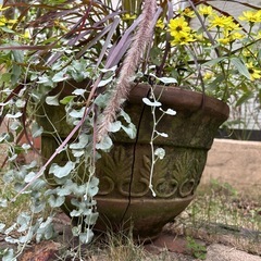 鉢難あり　寄せ植えの画像
