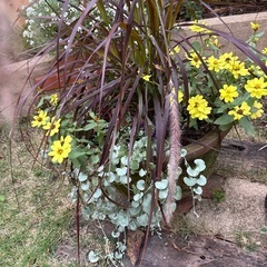鉢難あり　寄せ植えの画像