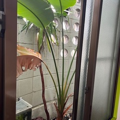 観葉植の画像