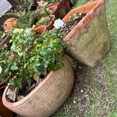 テラコッタ　鉢