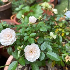 テラコッタ　鉢の画像