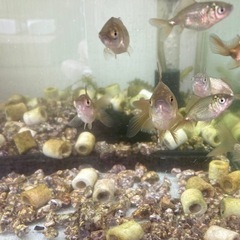 金魚の画像