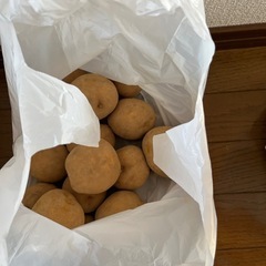 じゃがいも 決定の画像