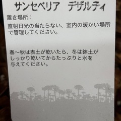 【決まりました】サンセベリア　観葉植物　無料で差し上げますの画像