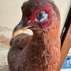 とりのはくせい鳥の剥製の画像