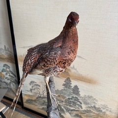 とりのはくせい鳥の剥製の画像