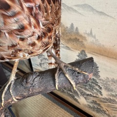 とりのはくせい鳥の剥製の画像