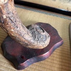 とりのはくせい鳥の剥製の画像