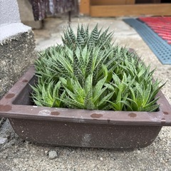 アリスタータ 綾錦 アロエ 多肉植物 大株 子株付きの画像