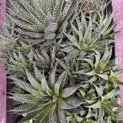 アリスタータ 綾錦 アロエ 多肉植物 大株 子株付きの画像