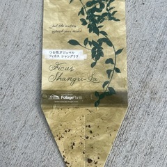 フィカスシャングリラ　つる性ガジュマルの画像