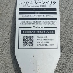 フィカスシャングリラ　つる性ガジュマルの画像