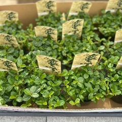 フィカスシャングリラ　つる性ガジュマルの画像