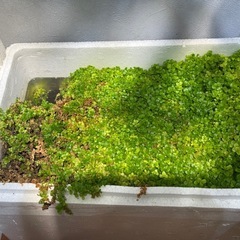 ニューラージパールグラス　水上葉　大量　アクアリウムの画像