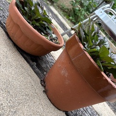 テラコッタ鉢付き　アジュガの画像
