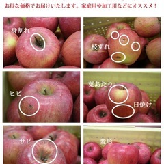 訳あり　藤りんご🍎10キロ　の画像