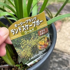 オージープランツ　カンガルーポーの画像