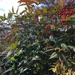 ナンテン‼️3株❣️約180cmから200cmの画像