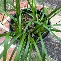 オージープランツ　カンガルーポーの画像