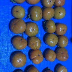 京都産食べごろ甘柿20個以上1箱残りわずかの画像