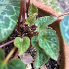 テラコッタ鉢付き　シクラメンの画像