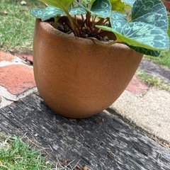 テラコッタ鉢付き　シクラメンの画像