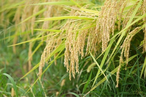 減農薬で栽培！令和7年度産あきたこまち玄米30キロ ③