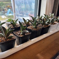 残り14株【チタノタ海王】いつもながら価格破壊の画像